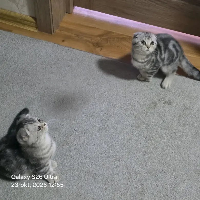 Scottish Fold qizbola mushuklari har biri sog'lom va noyob rangga ega — 9/9