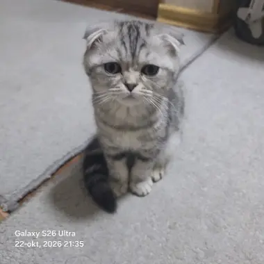Scottish Fold qizbola mushuklari har biri sog'lom va noyob rangga ega — 6/9
