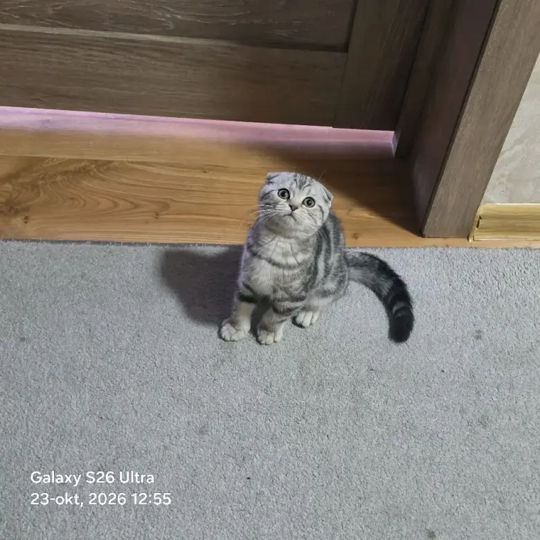 Scottish Fold qizbola mushuklari har biri sog'lom va noyob rangga ega — 3/9