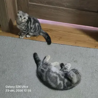 Scottish Fold qizbola mushuklari har biri sog'lom va noyob rangga ega — 4/9