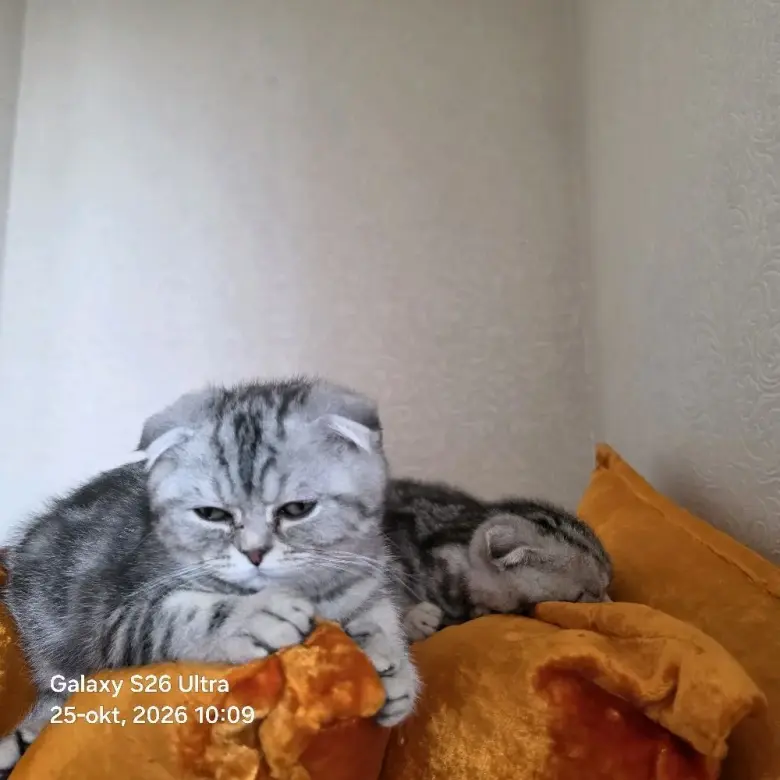 Scottish Fold qizbola mushuklari har biri sog'lom va noyob rangga ega — 1/9