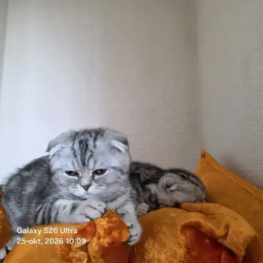 Scottish Fold qizbola mushuklari har biri sog'lom va noyob rangga ega