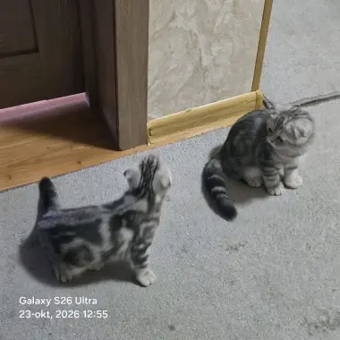 Scottish Fold qizbola mushuklari har biri sog'lom va noyob rangga ega — 5/9