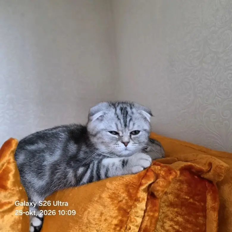 Scottish Fold qizbola mushuklari har biri sog'lom va noyob rangga ega — 2/9