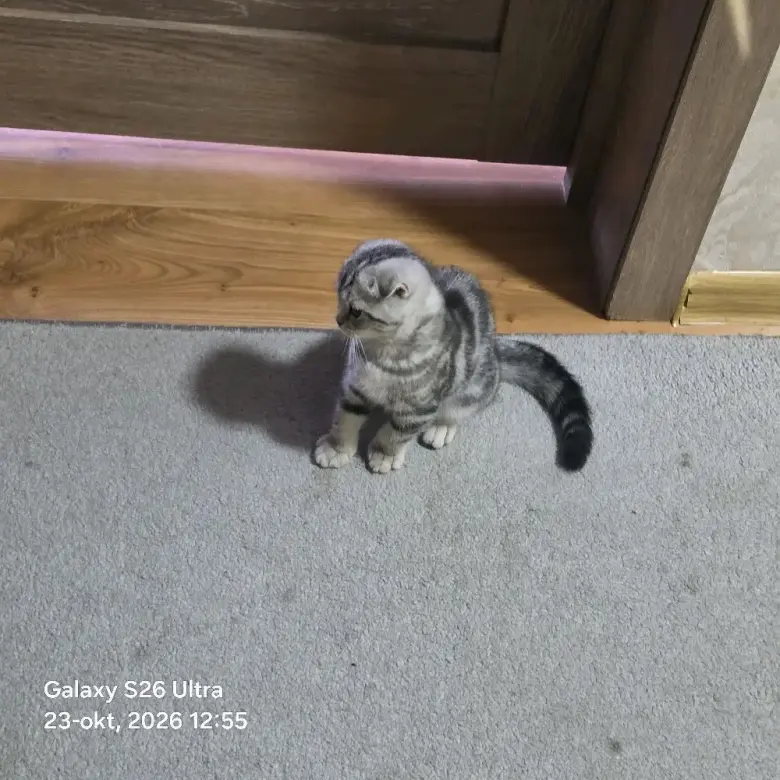 Scottish Fold qizbola mushuklari har biri sog'lom va noyob rangga ega — 7/9
