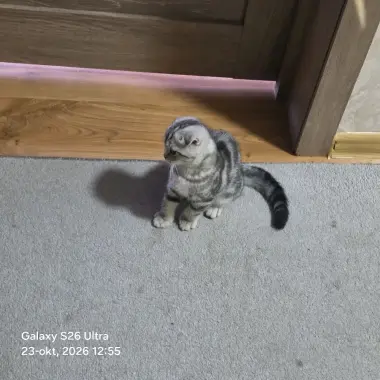Scottish Fold qizbola mushuklari har biri sog'lom va noyob rangga ega — 7/9