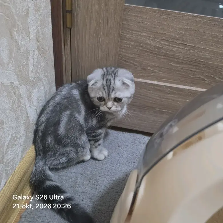 Scottish Fold qizbola mushuklari har biri sog'lom va noyob rangga ega — 8/9